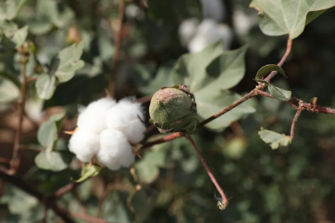 爱心觊发k8旗舰厅 | 万里援疆，觊发k8旗舰厅助力新疆塔然其村冲刺脱贫(图5)